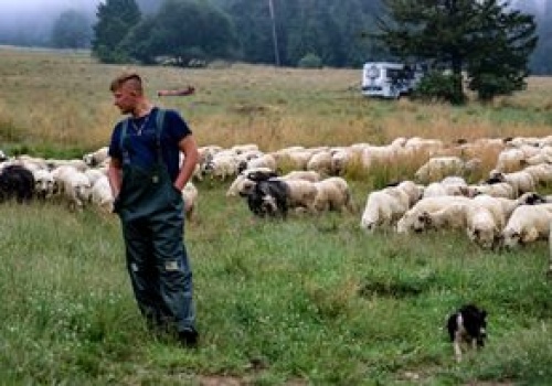 Oscypek zagrożony. Coraz większy problem na Podhalu