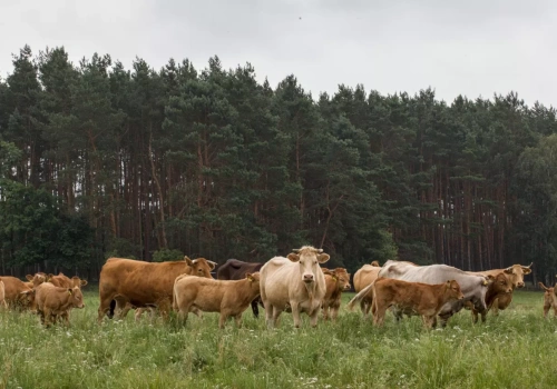 Sprzedaje swoją wołowinę bez pośredników. „Czasem sami nie mamy co zjeść”