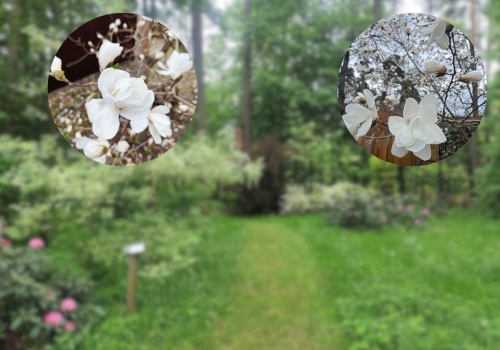 Piękny spektakl w lesie w regionie radomskim. Królować będą magnolie!