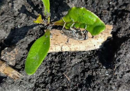 Burak przed wschodami, a szarek komośnik już czyha. IOR-PIB ostrzega przed szkodnikiem