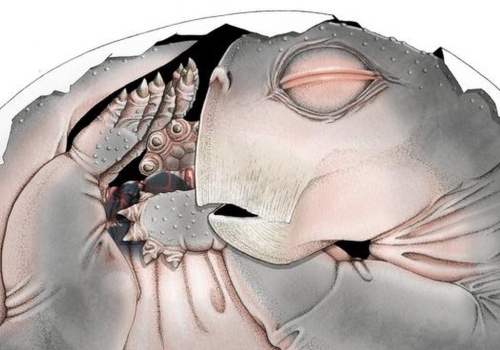 Przodkowie ssaków składali jaja. Odkrycie sprzed 250 mln lat to potwierdza