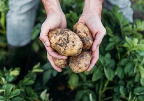 Nowe kategorie ziemniaków. Ministerstwo reaguje na warzywny kryzys