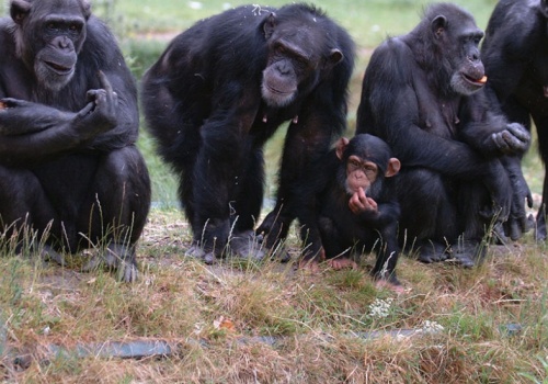 Małpy w Ugandzie prowadzą wojnę domową. Nikt nie wie dlaczego