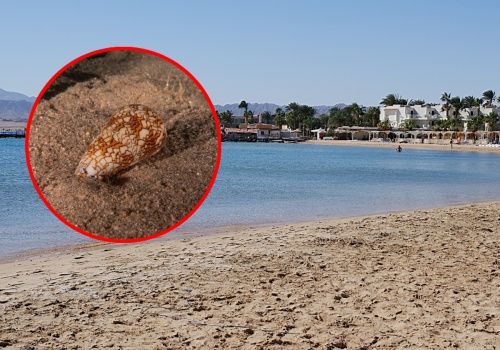 Turysta podniósł muszlę na plaży w Egipcie i ostrzega. 