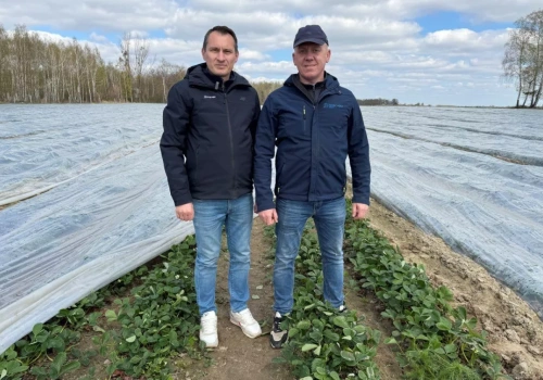 Truskawki spod perforowanej folii – jak wspomóc rośliny po przymrozkach?