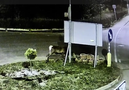 Nocna degustacja zieleni miejskiej w Piechowicach