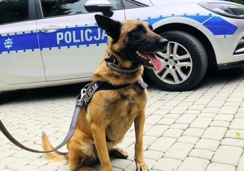 Policjanci apelują o opiekę nad zwierzętami