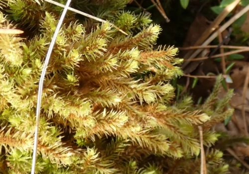 Mchy chronione nad Żabnikiem i Jaworznikiem