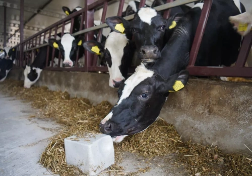 Krowy tracą mleko przez upały. To rozwiązanie może pomóc