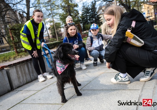 Mokre noski ze świdnickiego schroniska ruszyły w miasto, aby zachęcać do adopcji