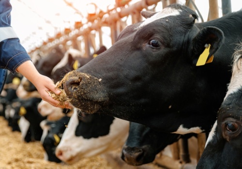 Powołano Okrągły Stół ESG dla zrównoważonej produkcji zwierzęcej