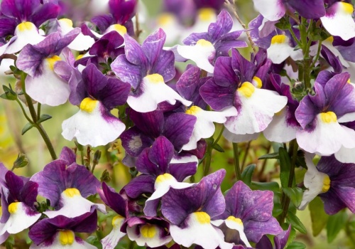 Posadź ją zamiast surfinii. Będzie kwitła przez całe lato