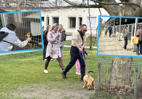 Dni otwarte w schronisku. Opolanie są tu całymi rodzinami