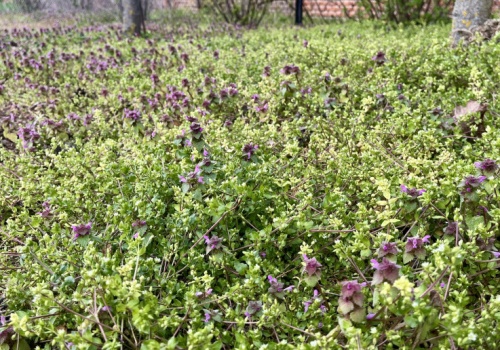 Rośnie wszędzie i jest za darmo. Działa na kaszel, stres i trawienie