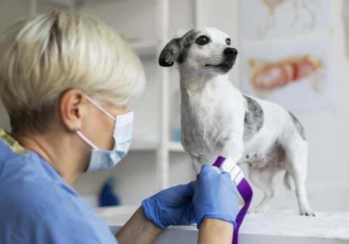 Darmowa kastracja, szczepienia i czipowanie zwierząt w Tomaszowie Mazowieckim