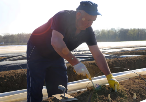 Dramat Niemców. Polacy nie chcą już jeździć na szparagi