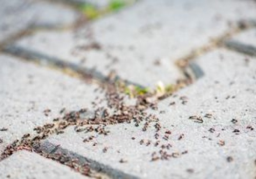 Rozsyp przy gnieździe. Po mrówkach nie zostanie ślad