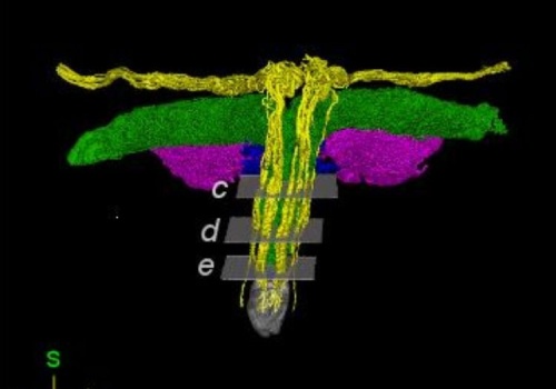 Poznaliśmy szczegółową anatomię układu nerwowego łechtaczki
