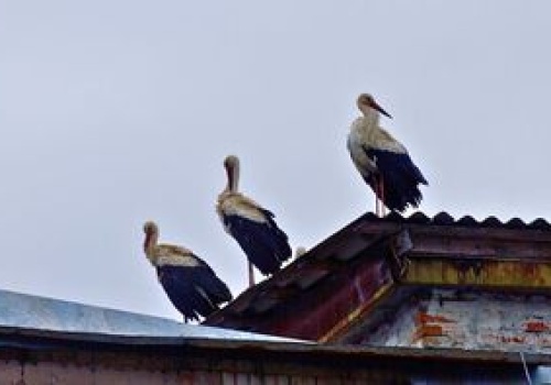 Rzadki widok: bociany przyleciały do Czarnobyla. Po 20 latach zakładają gniazda