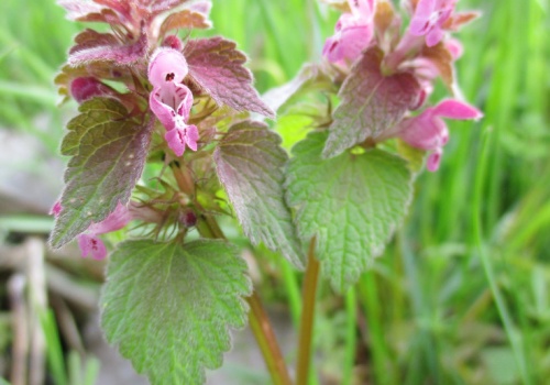Kwitnie zapomniany skarb. Rośnie wszędzie i ma niesamowite prozdrowotne właściwości