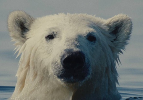 W poszukiwaniu wielkiego kina. Konkurs Główny 23. MDAG