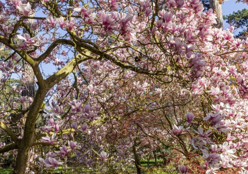 Podlej tym magnolie. Bujnego kwitnienia pozazdrości niejeden sąsiad