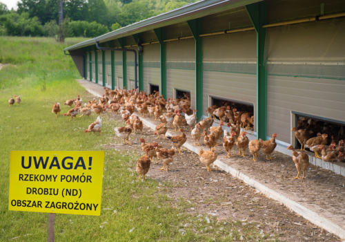 Rzekomy pomór drobiu znów się rozszerza. Nowe ogniska w trzech regionach