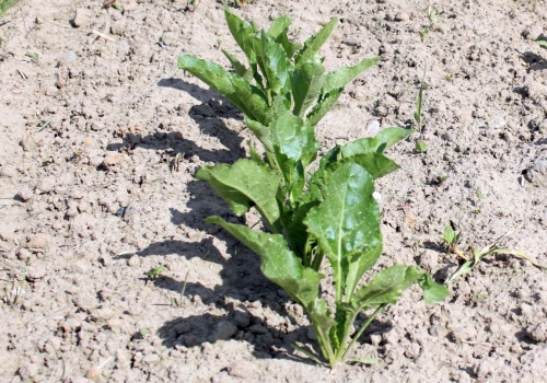 Jak nawozić buraki? Za dużo azotu szkodzi bardziej, niż pomaga