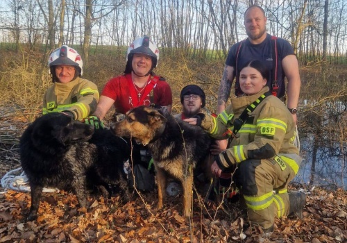 Strażacy uratowali psy topiące się w bagnie