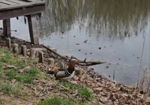 Mandarynki w Parku Szczęśliwickim. 