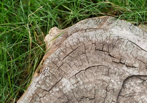 Posyp tym pień. Zniknie bez śladu