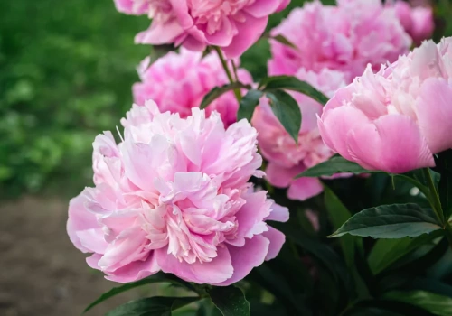 Wystarczy łyżeczka na 5 litrów wody. Ten wiosenny trik sprawi, że piwonie eksplodują kwiatami