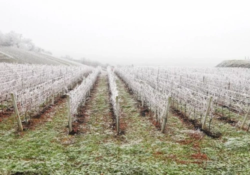 Fala przymrozków ustaje - co teraz na plantacjach?