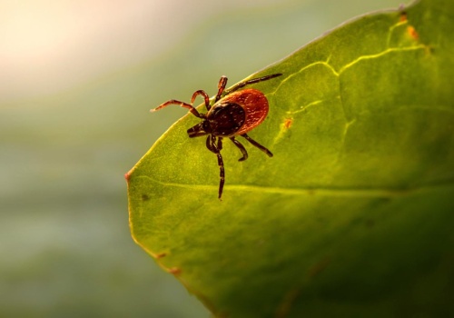 Kleszcze omijają te ogrody z daleka. Chodzi o lawendę, aksamitki i inne rośliny, które je odstraszają