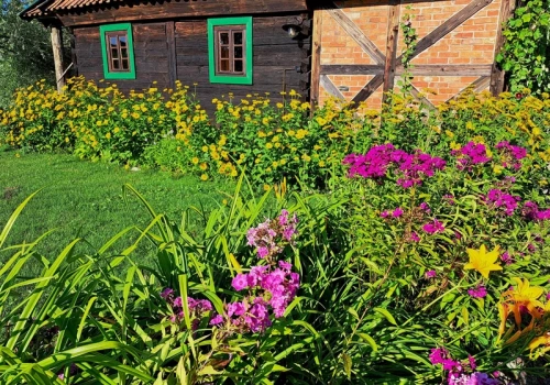 Powrót do korzeni – dlaczego „babcine” kwiaty znów są na topie?