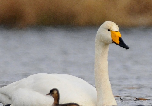 Krzykliwce widywane coraz częściej w Polsce. 
