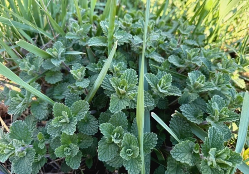 Zrób to do 20 kwietnia. Potem będzie za późno, by bujnie zakwitła