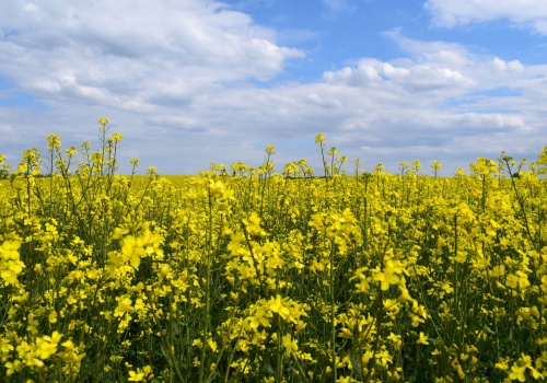 Jedno-, czy dwuzabiegowa ochrona rzepaku w okresie okołokwitnieniowym? Jakimi środkami?
