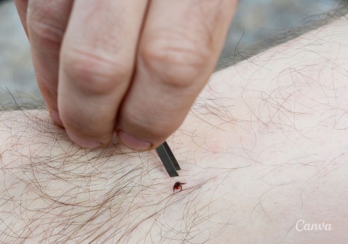 Kleszcze, które biegną do człowieka, pojawiły się w Polsce