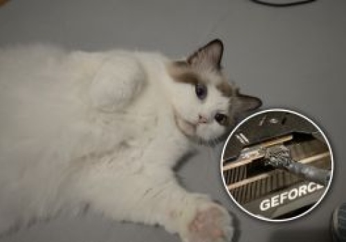 Komputer był o krok od spalenia. Właściciela zaalarmował... kot