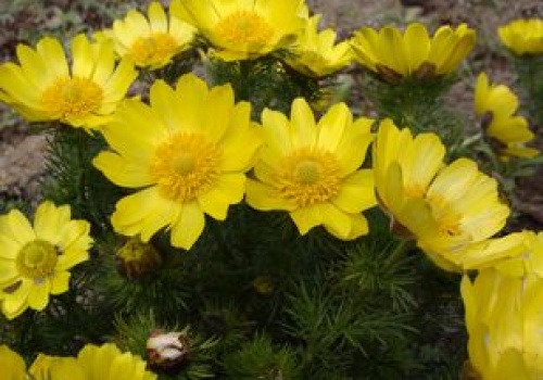 Rośnie w twoim ogrodzie? Trzymaj dzieci i zwierzęta z dala od niego