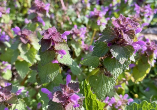 Patrz pod nogi. Właśnie kwitnie zapomniany skarb natury. Właściwości cię zaskoczą