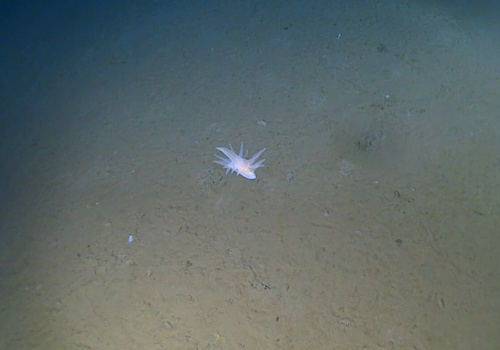 Wyprawa w głąb oceanu zakończyła się odkryciem formy życia, której nie da się do niczego przypisać