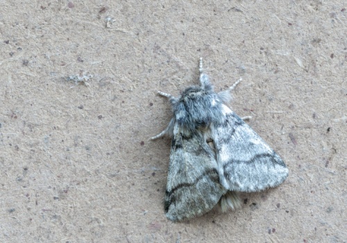 Lasy Państwowe ostrzegają: toksyczny owad pojawił się w Polsce