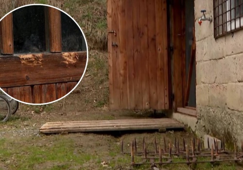 Niedźwiedzie pojawiają się tuż przy domach. 