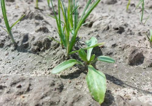 Jak pozbyć się turzycy w buraku cukrowym?