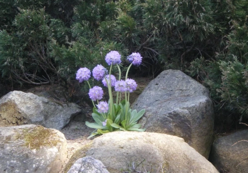 Wiosna ruszyła z impetem. Te kwiaty pojawiają się jako pierwsze