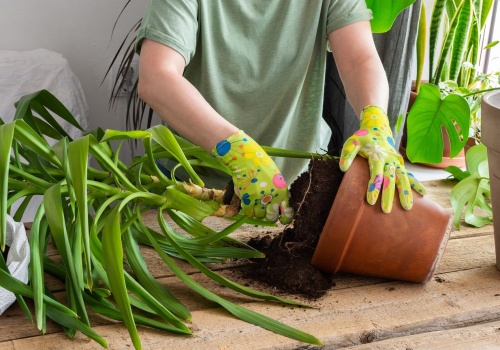 Nie wyrzucaj starej juki. Jedno cięcie i masz kilka nowych roślin za darmo