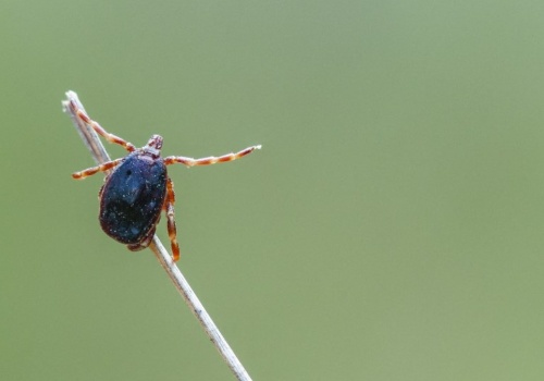 Nowy gatunek kleszcza w Polsce. Podbiega do ofiary