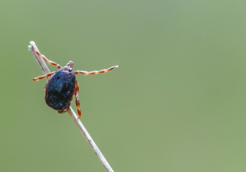 Kleszcz wędrowny ma świetny wzrok. Czy zadomowił się już w Polsce?